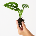 Monstera Monkey Mask Adansonii