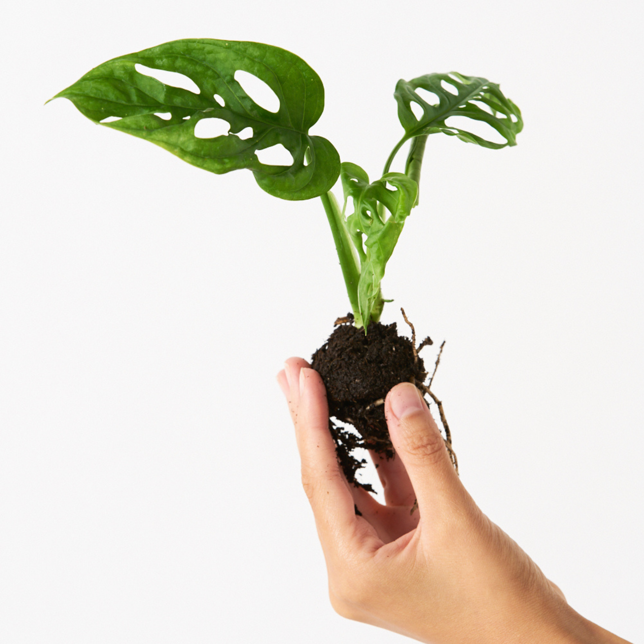 Monstera Monkey Mask Adansonii