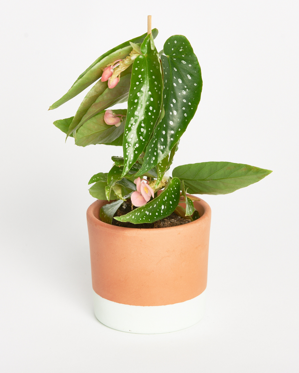 Begonia Maculata Silverspot