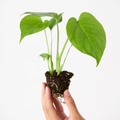 Monstera Deliciosa