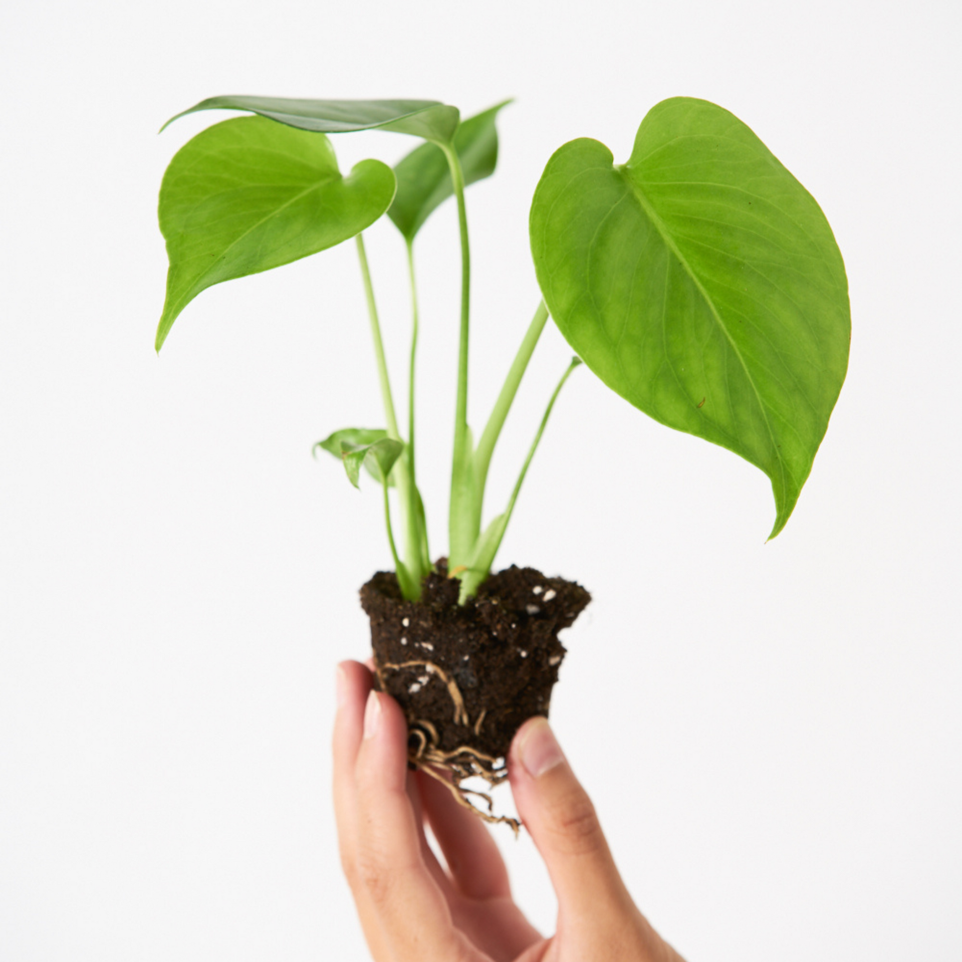monstera deliciosa perros Monstera Deliciosa
