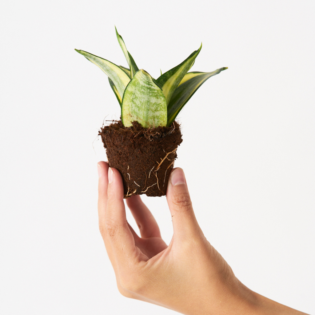 Sansevieria Trifasciata Golden