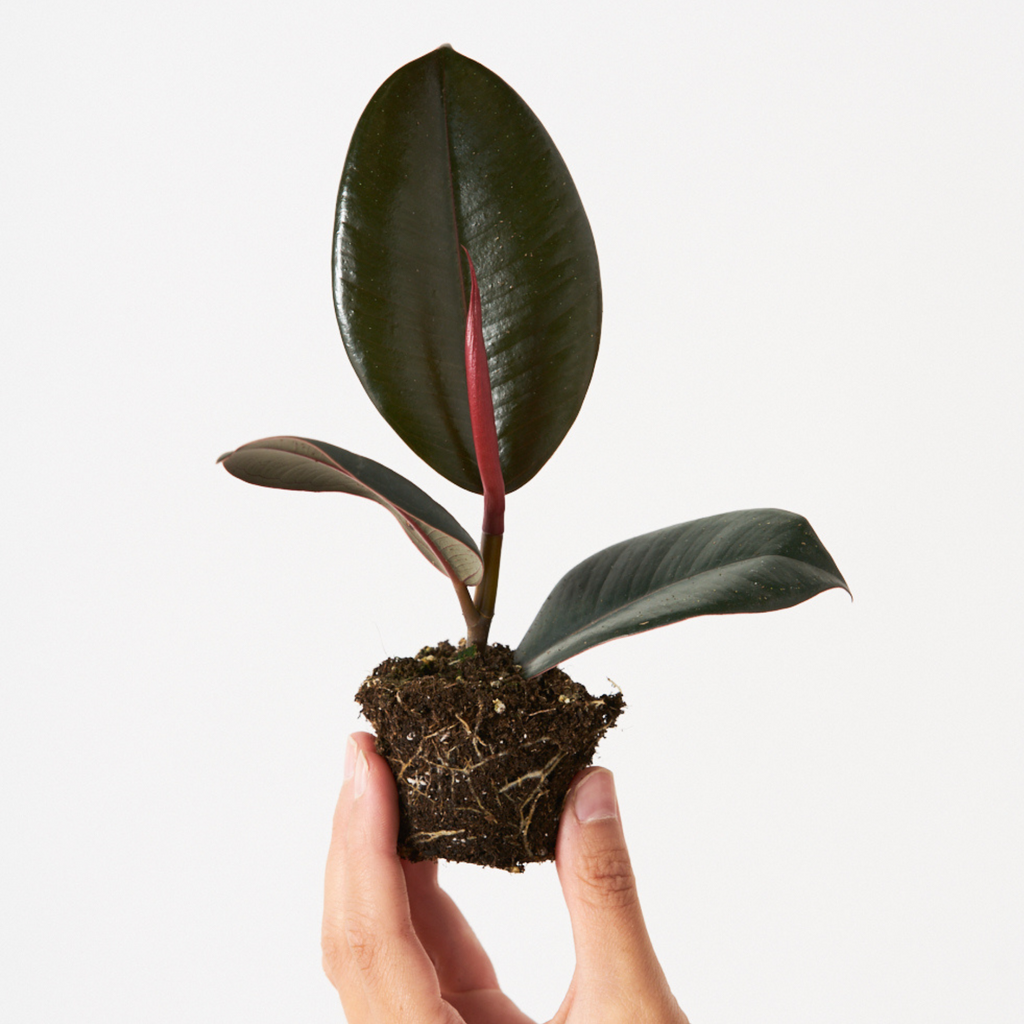 Ficus Elástica Robusta