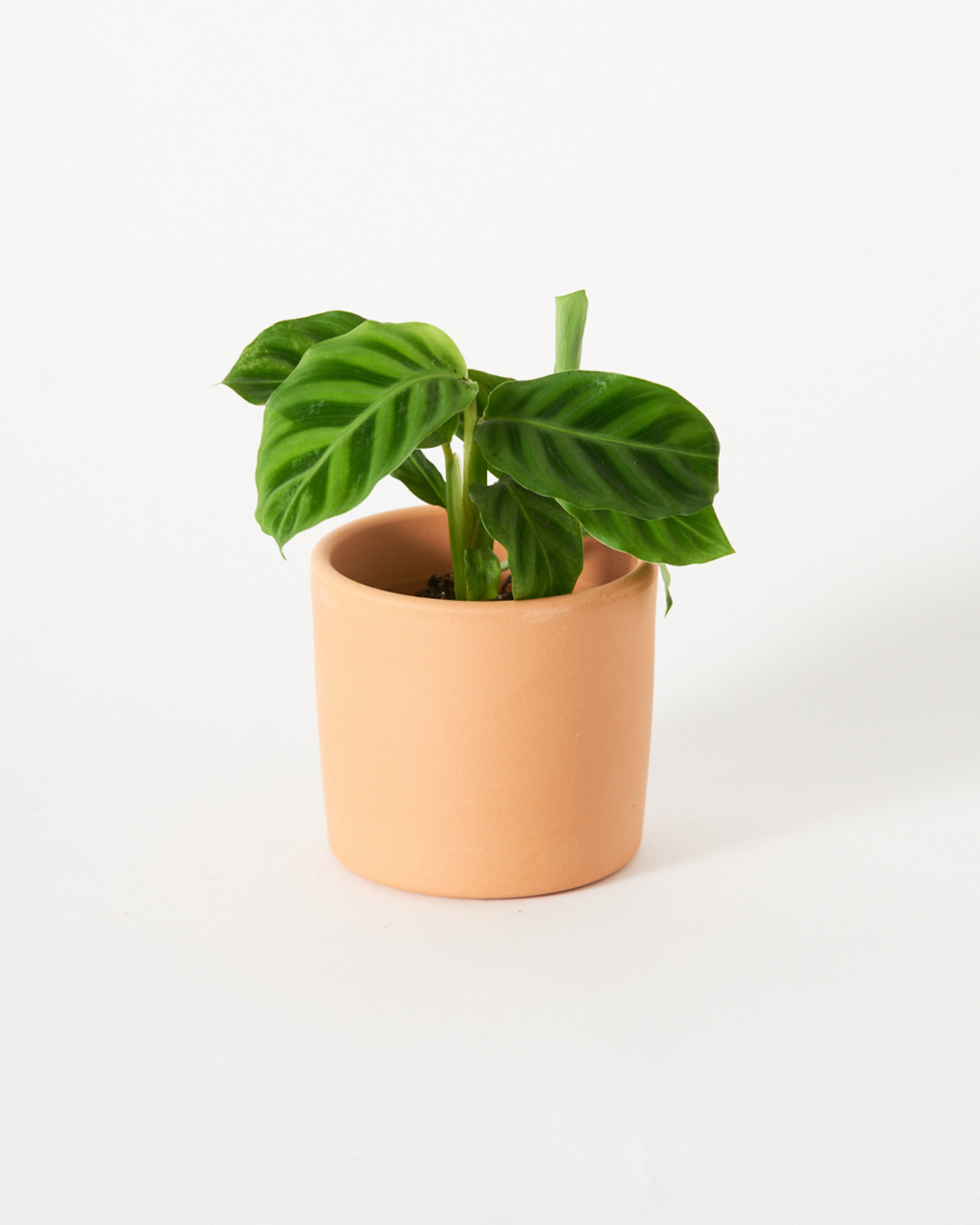 Maceta miniplanta 9cm