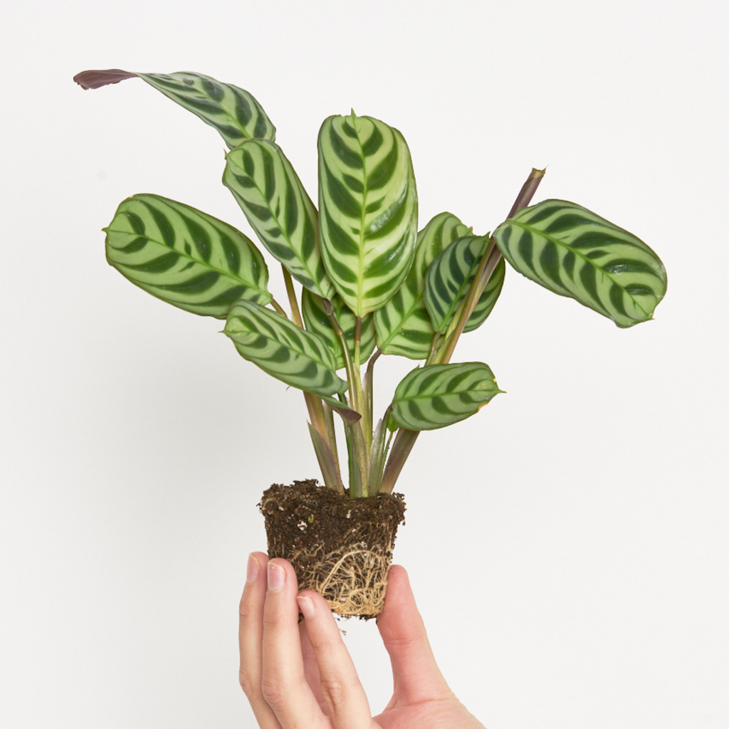 Maranta Amabilis