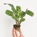 Maranta Amabilis