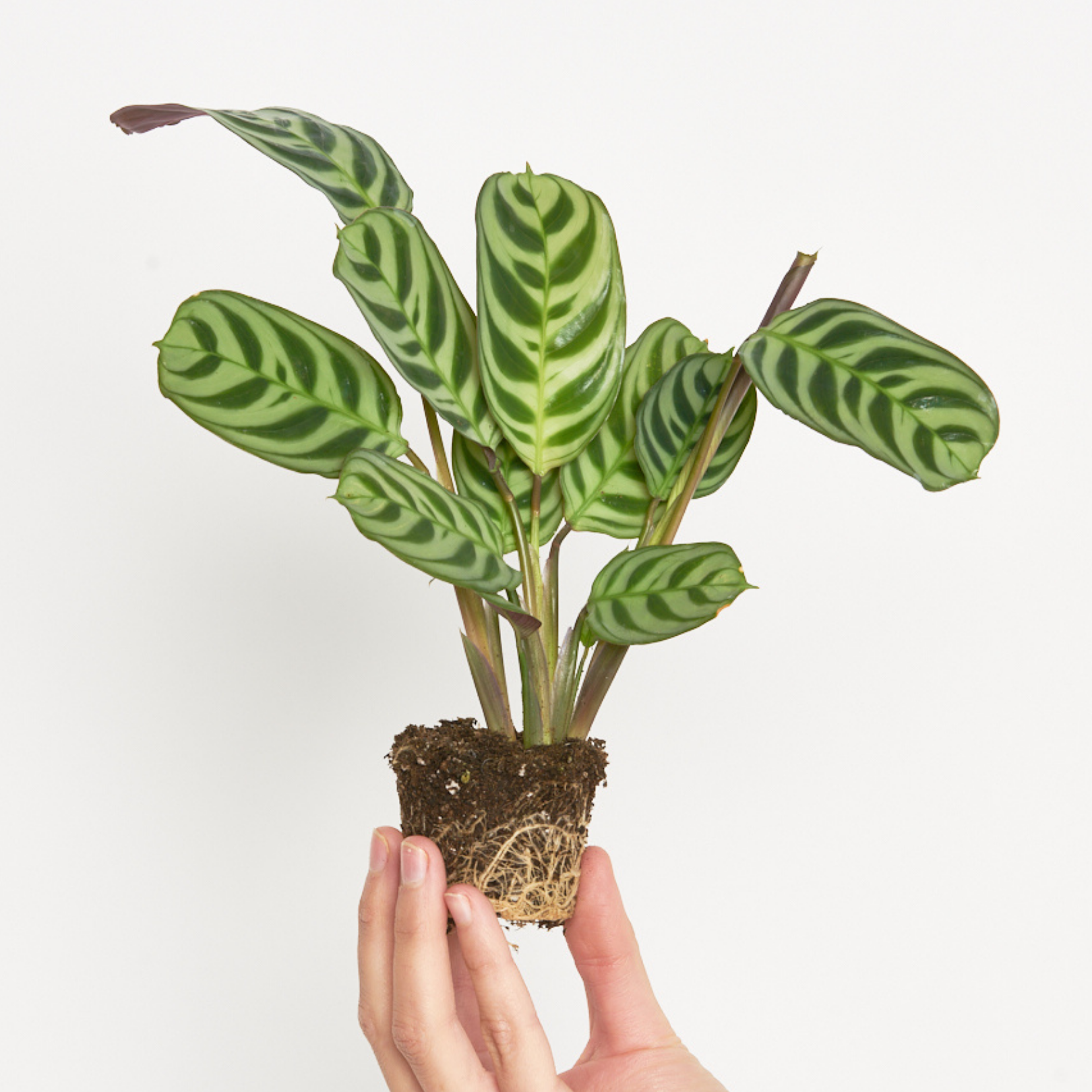 Maranta Amabilis