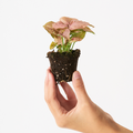 Syngonium Neon Pink