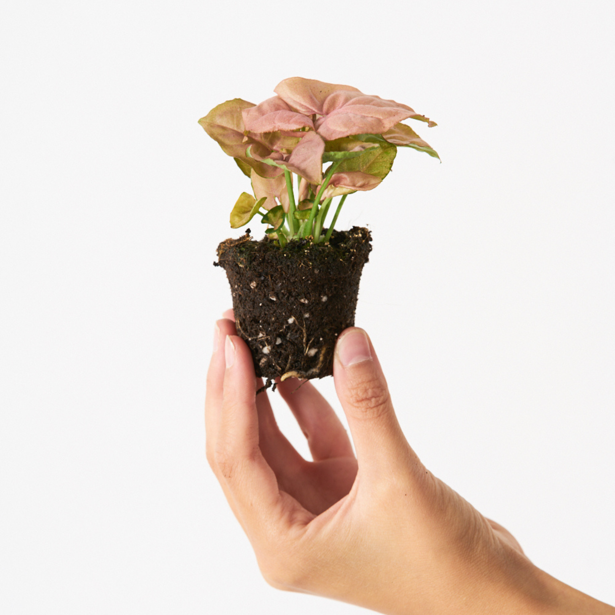 Syngonium Neon Pink