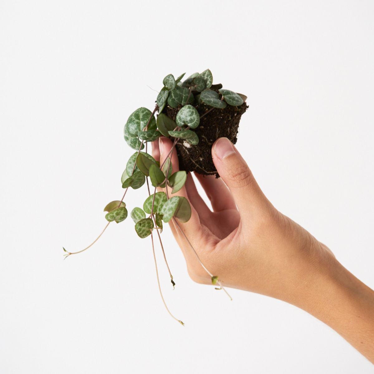 HOYA KERRII - LA MINI MÁS ROMÁNTICA – miniplanta