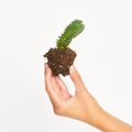 Crassula 'Buddha's Temple'