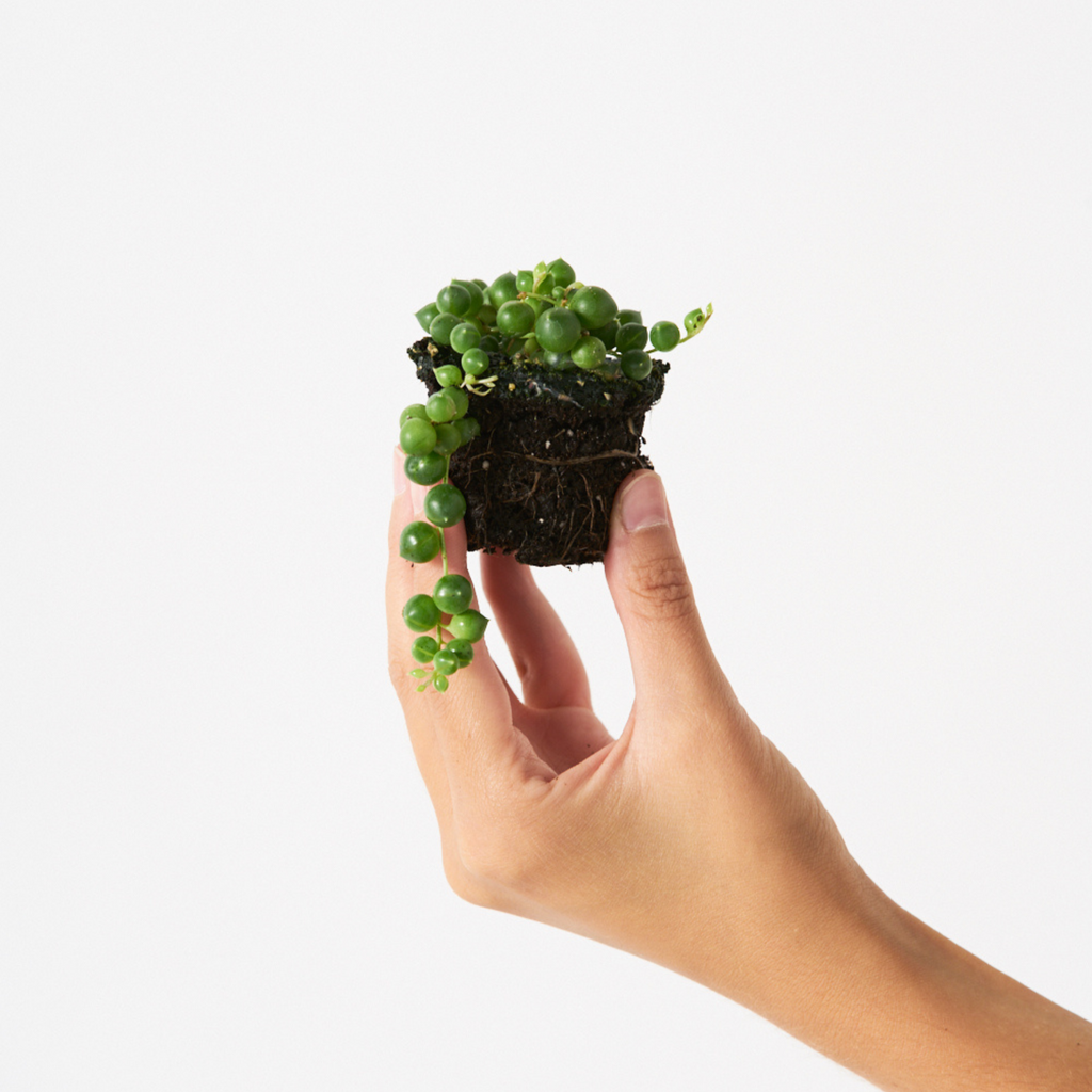 Senecio Rowleyanus 'Rosario'