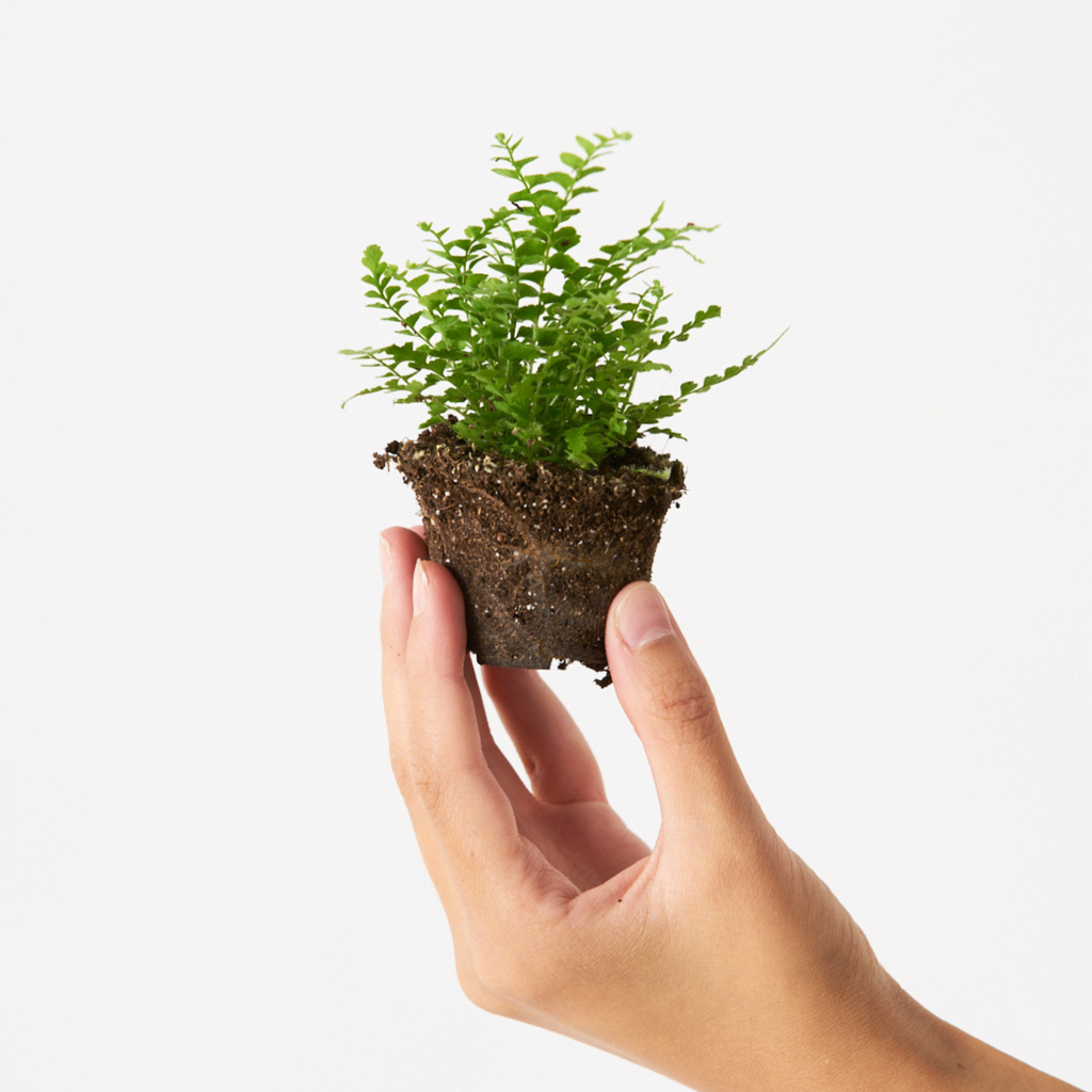 Helecho Nephrolepis Exaltata