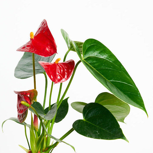 Anthurium Rojo M