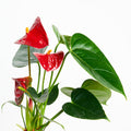 Anthurium Andraeanum Rojo