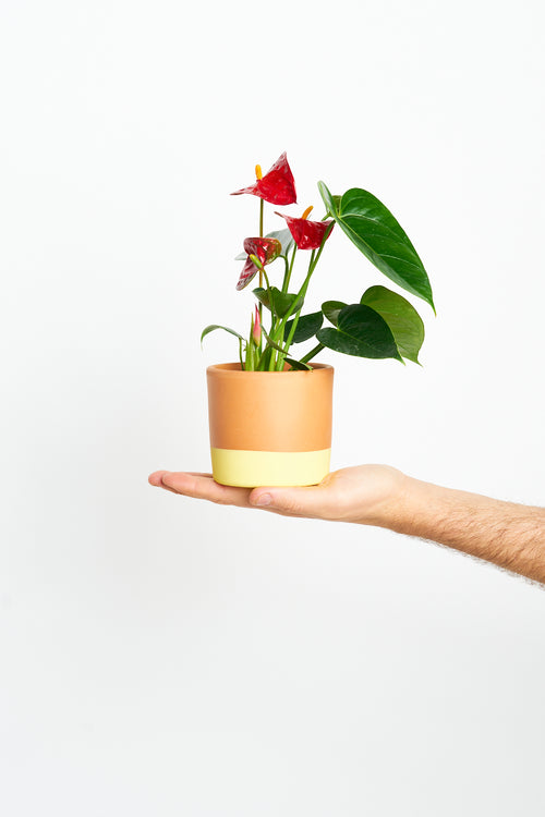 Anthurium Andraeanum Rojo