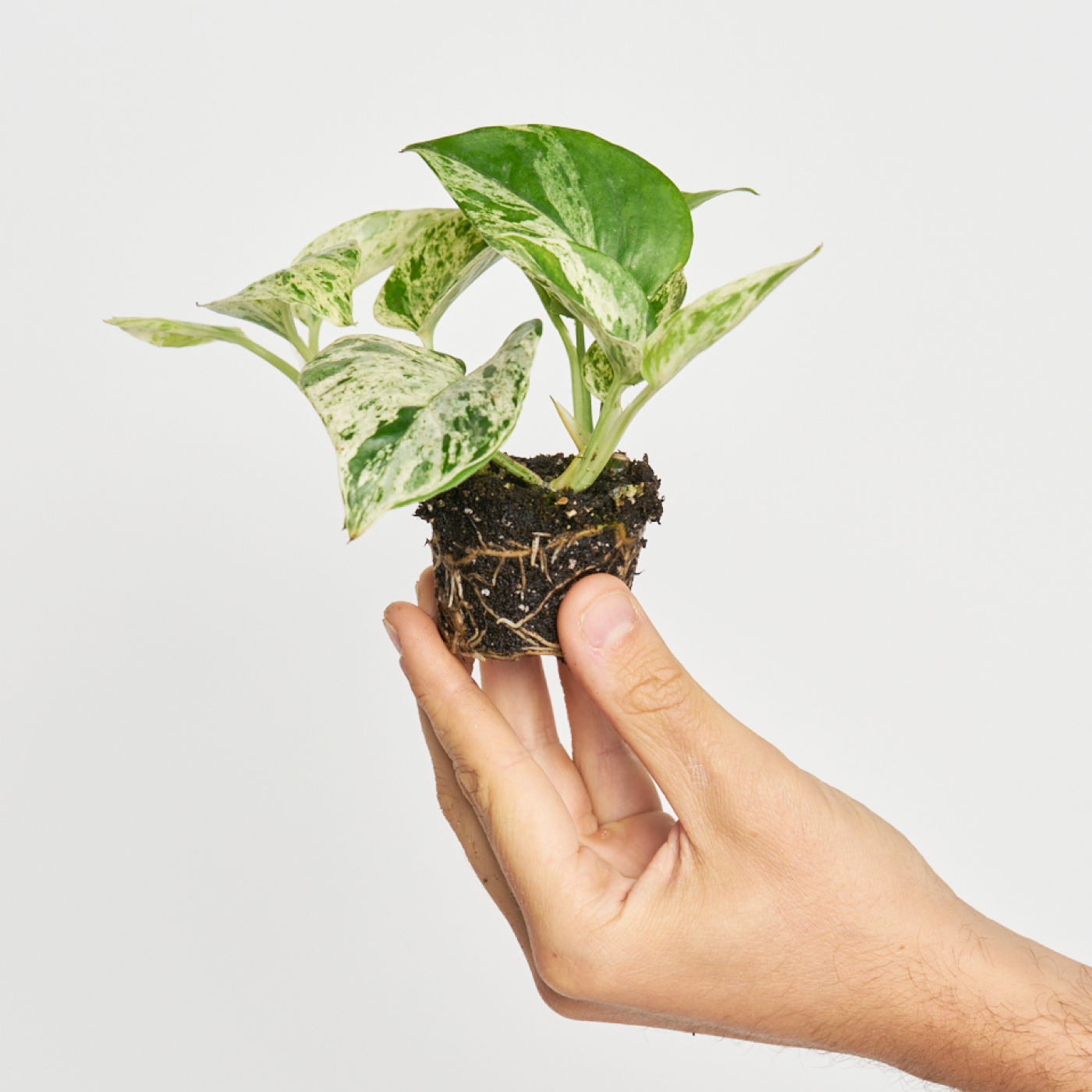 Epipremnum Aureum (Potho) Marble Queen