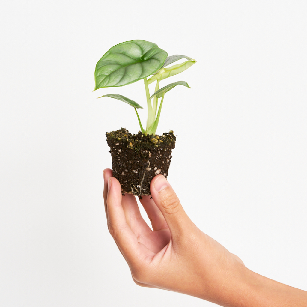 Alocasia Silver Dragon