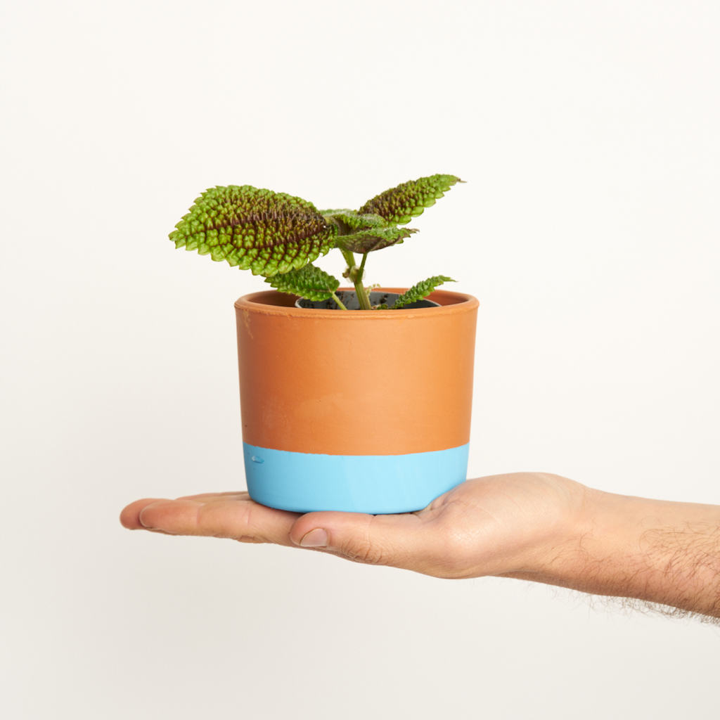 Pilea Moonvalley