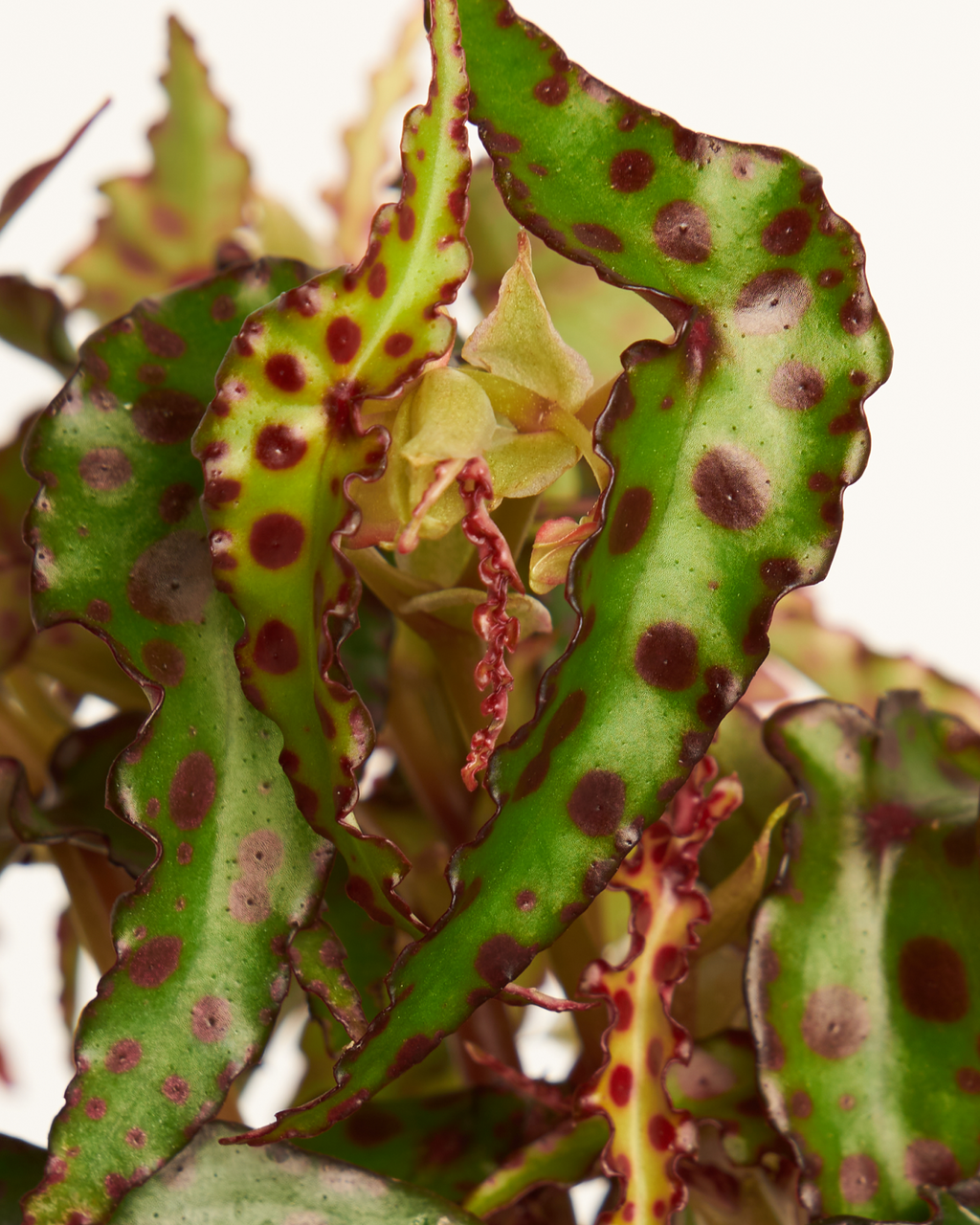 Begonia Amphioxus