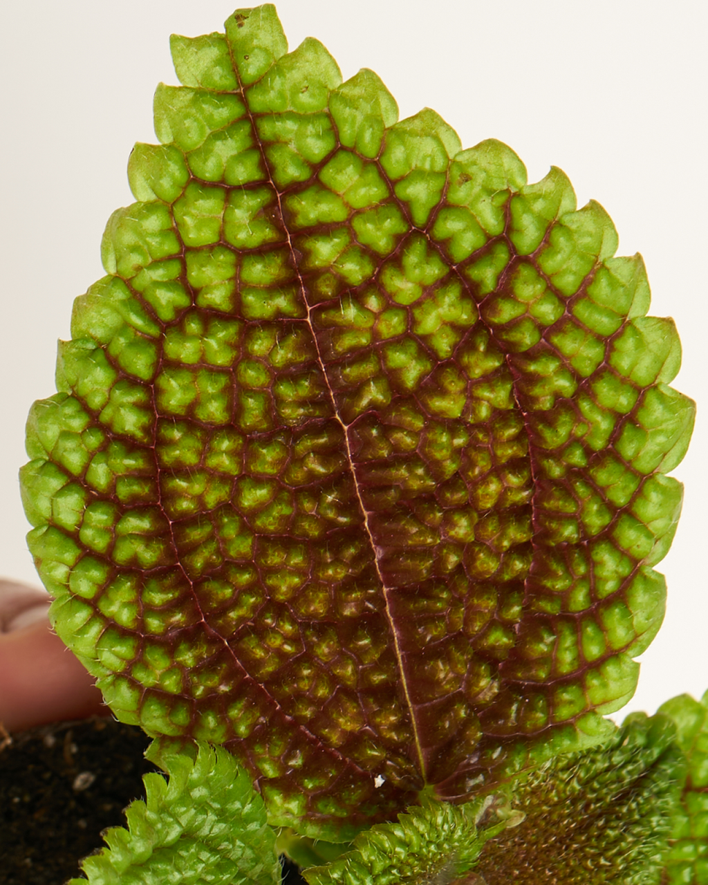 Pilea Moonvalley