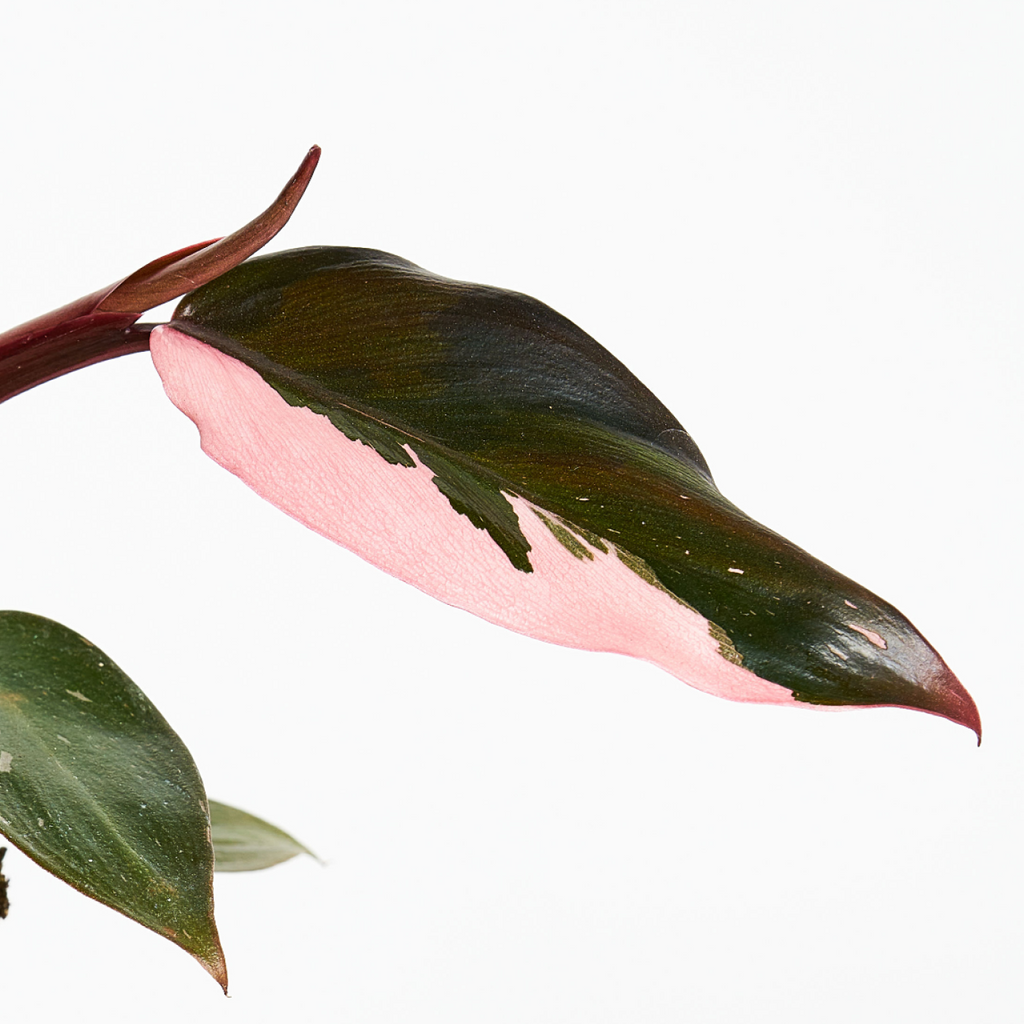 Philodendron Pink Princess