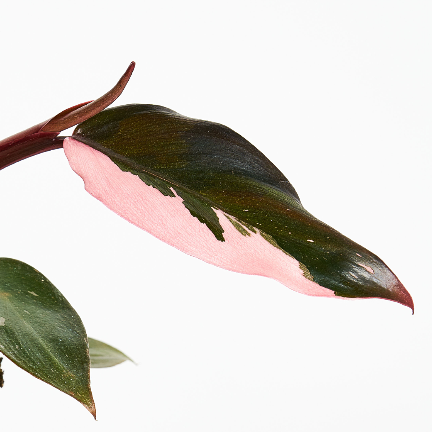 Philodendron Pink Princess