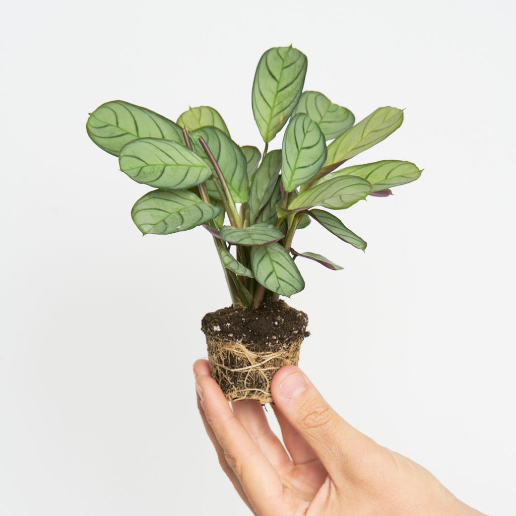 Maranta Amabilis Mint