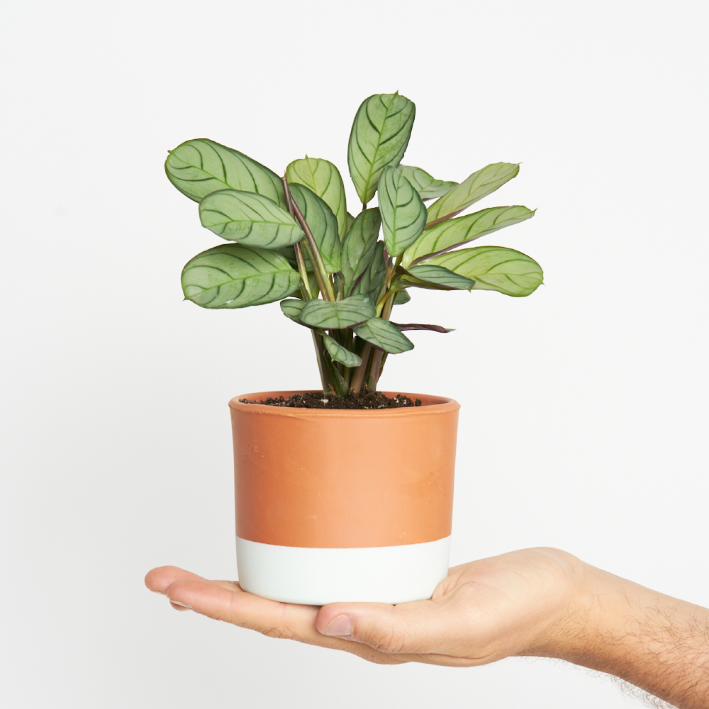 Maranta Amabilis Mint