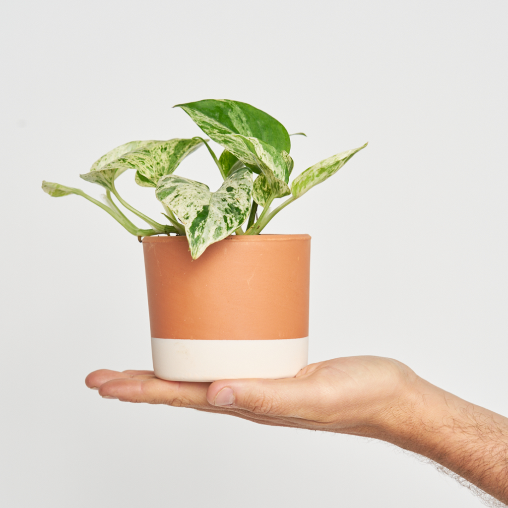 Epipremnum Aureum (Potho) Marble Queen