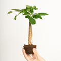 Pachira Aquatica
