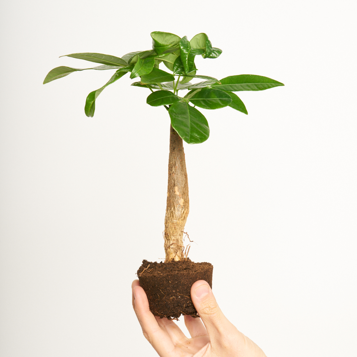 Pachira Aquatica