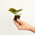 Pilea Moonvalley