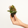 Begonia Amphioxus