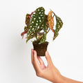 Begonia Maculata Wightii