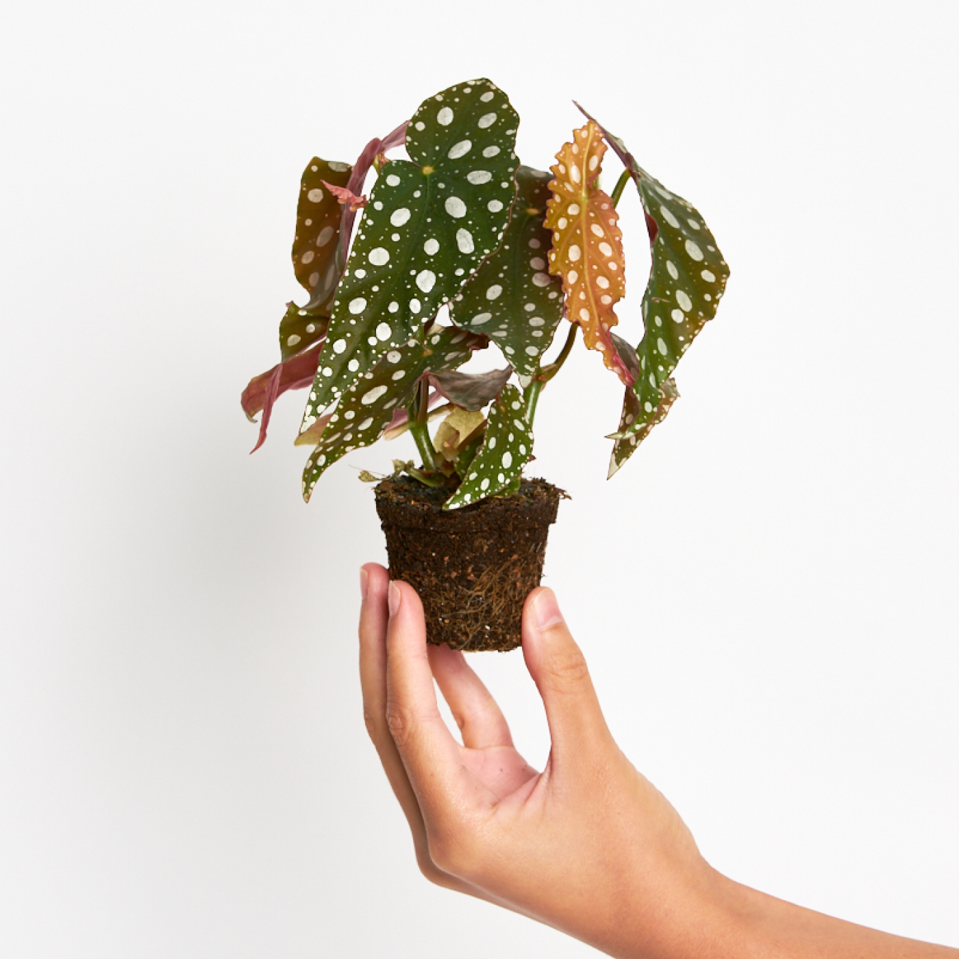 Begonia Maculata Wightii