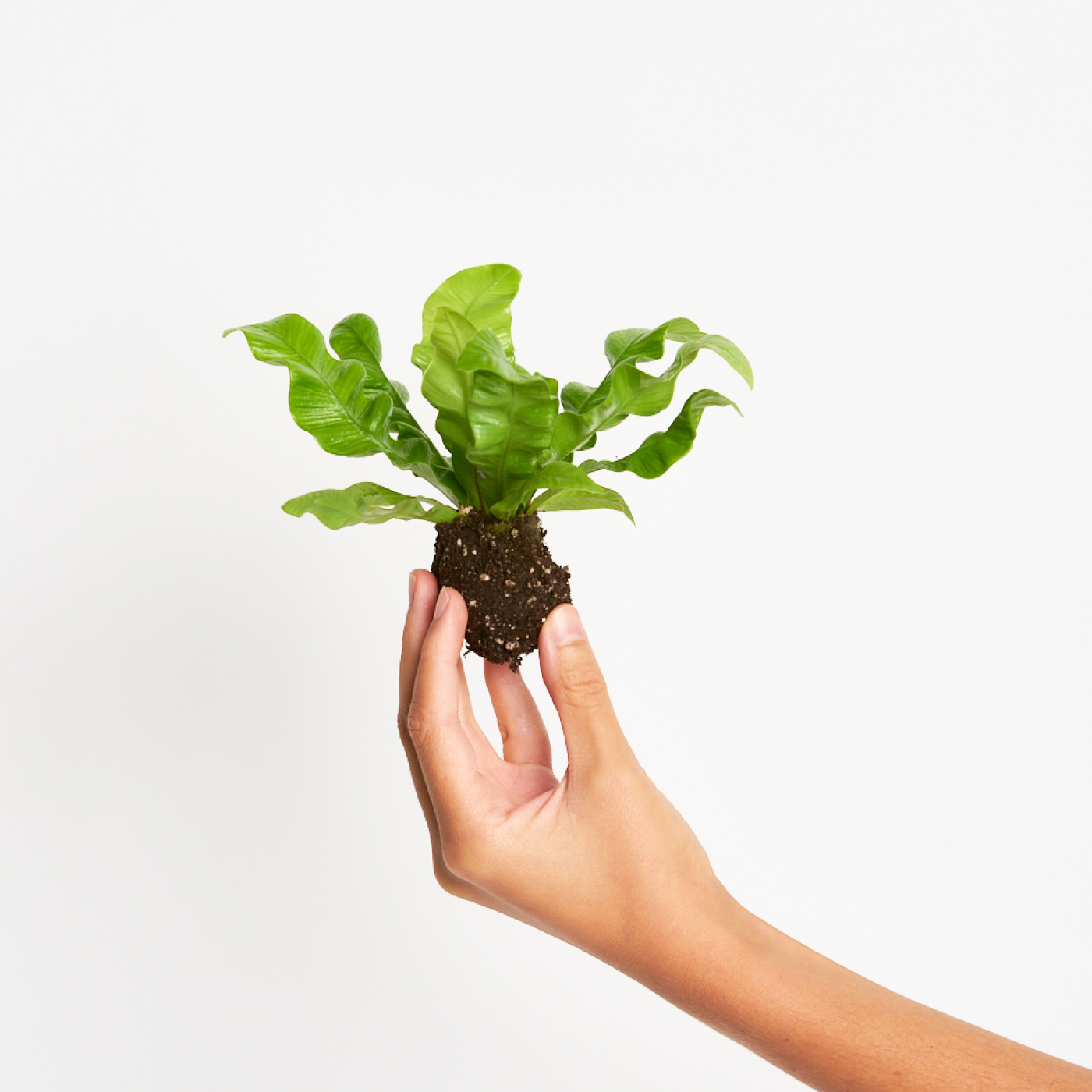 Asplenium Nidus 'Crispy Wave'