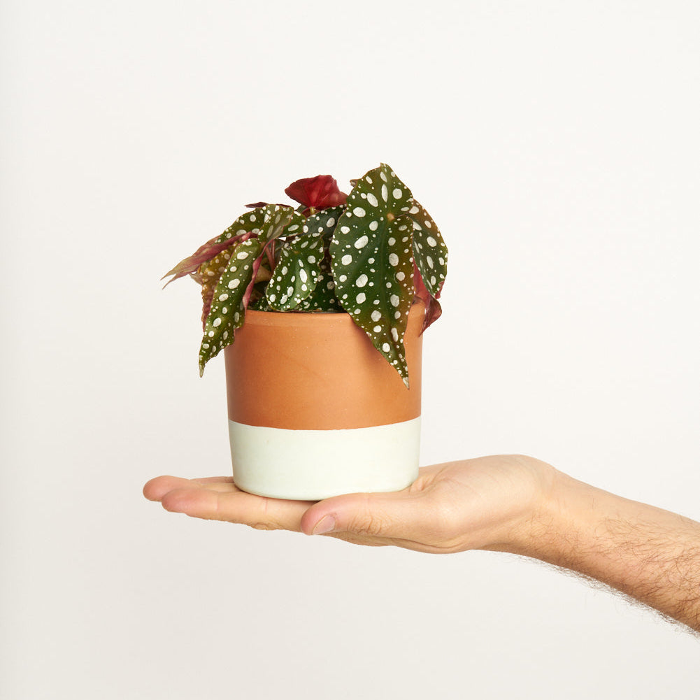 Begonia Maculata Wightii