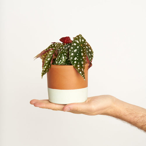 Begonia Maculata Wightii