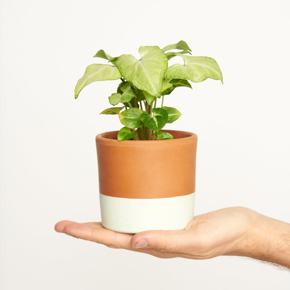 Syngonium White Butterfly