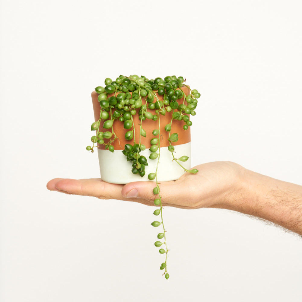 Senecio Rowleyanus 'Rosario'