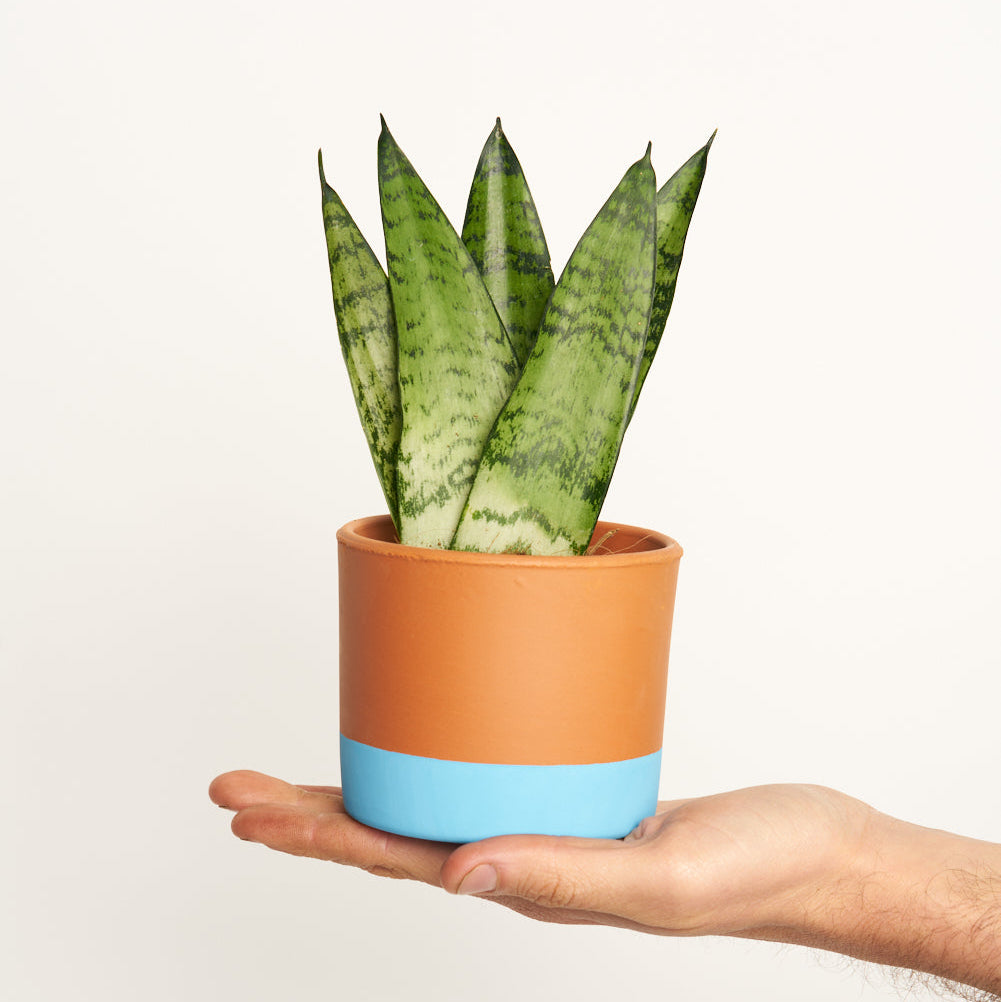 Sansevieria Zeylanica