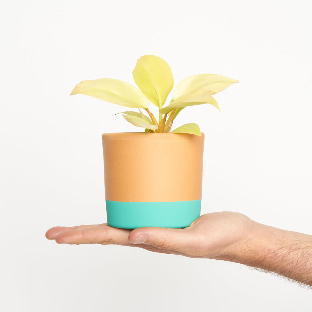 Philodendron Golden Violin