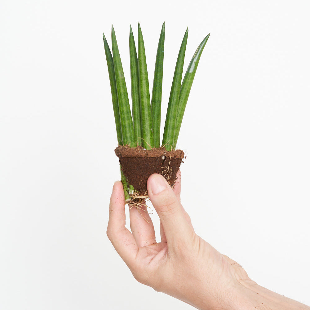Sansevieria Cylindrica