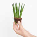 Sansevieria Cylindrica