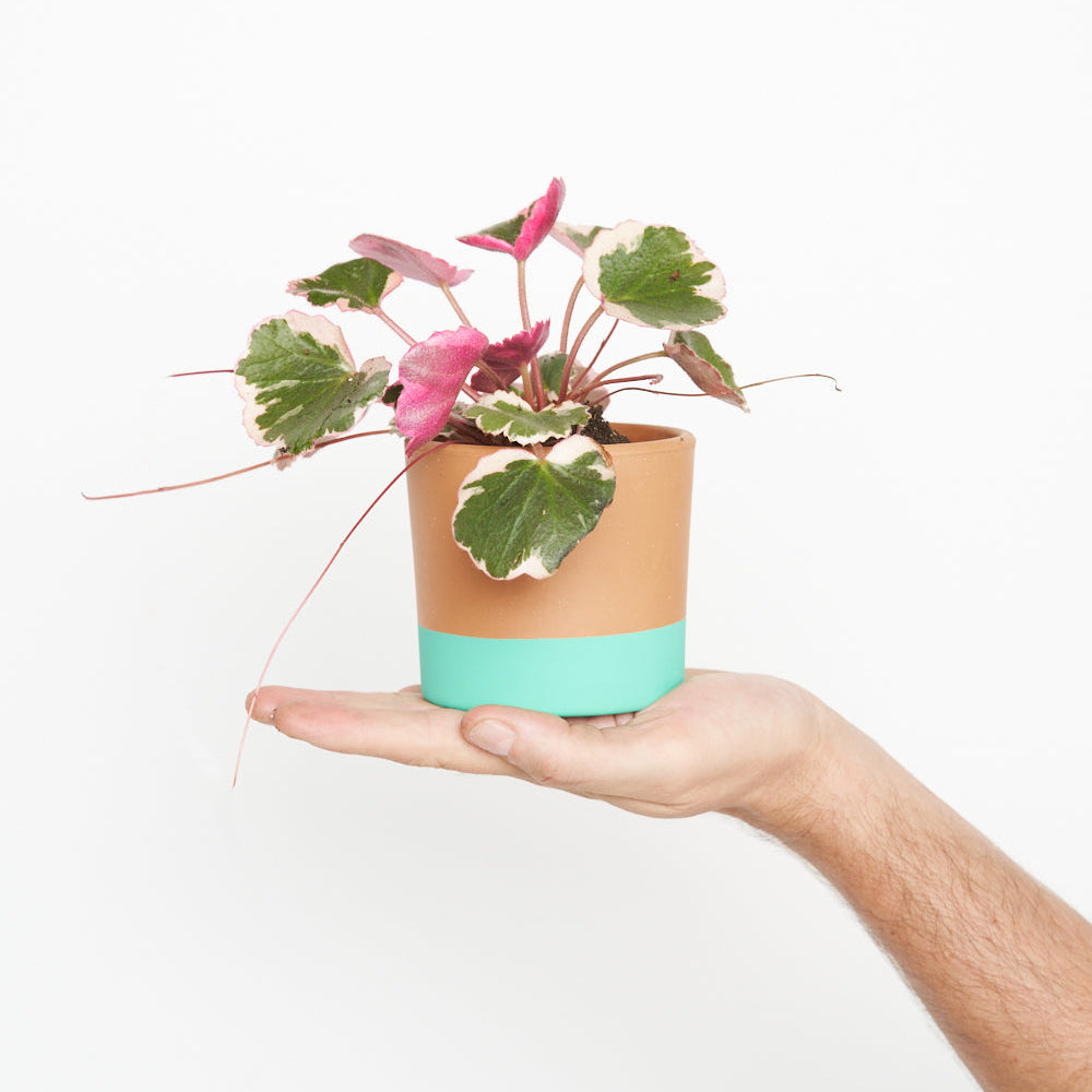 Saxifraga Variegata Pink