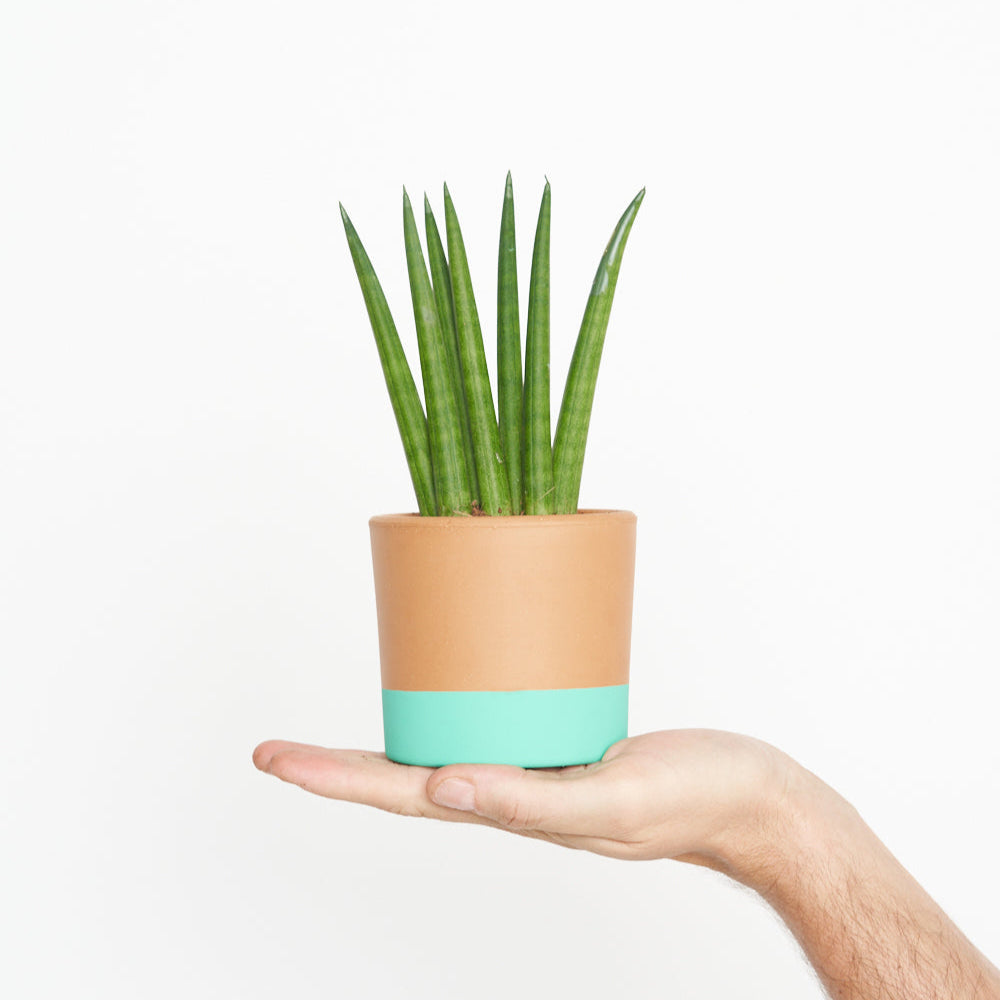 Sansevieria Cylindrica