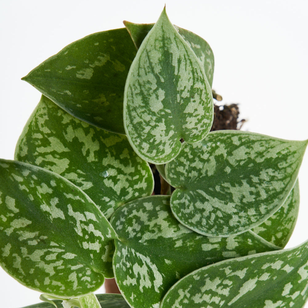 Scindapsus Pictus Silver