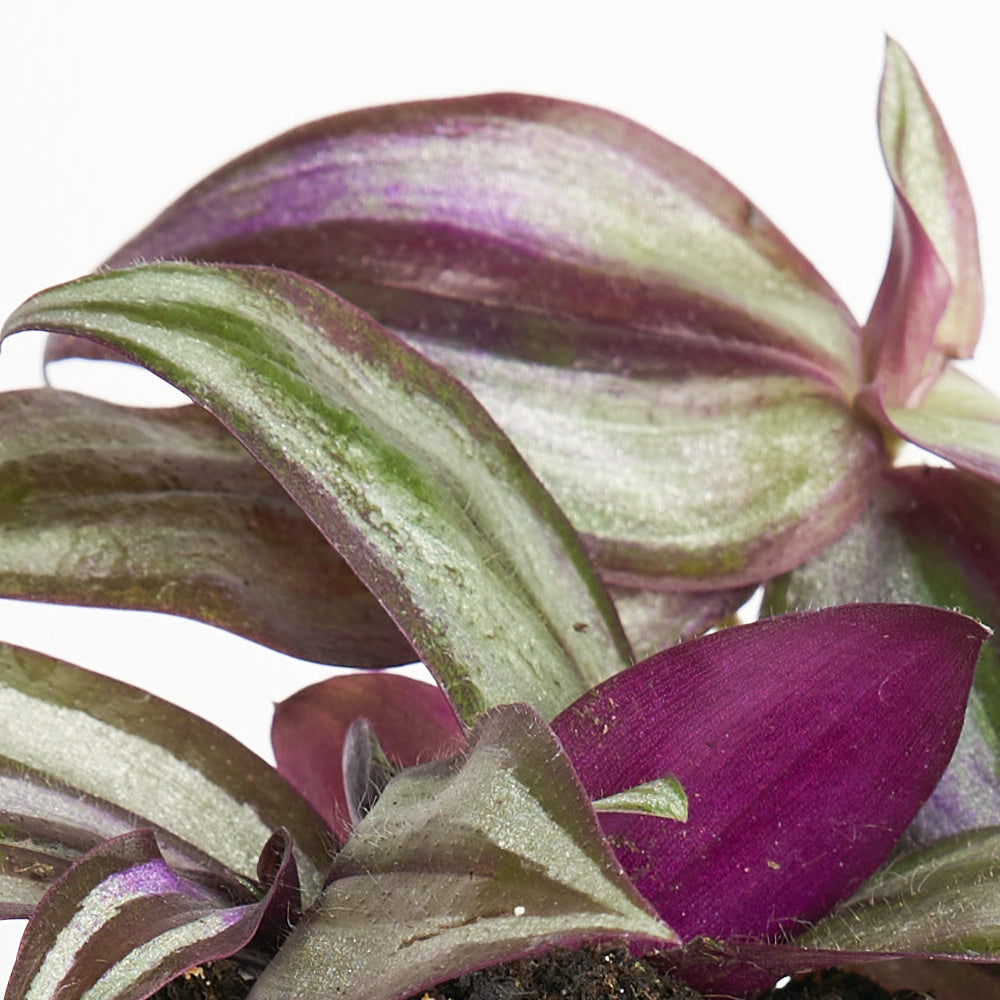 Tradescantia Pink Zebrina