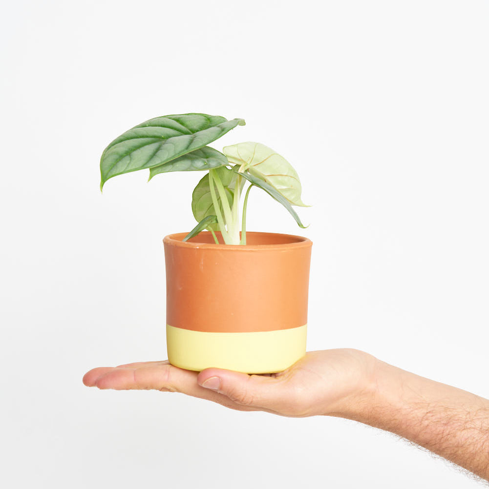 Alocasia Silver Dragon